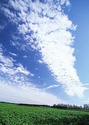 市川でのお葬式は真心のこもった本光寺で