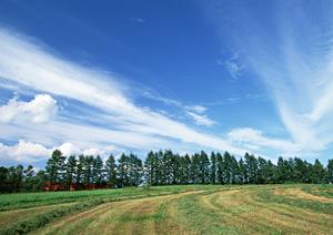 樹木葬でお墓の継承者がいない問題を解決