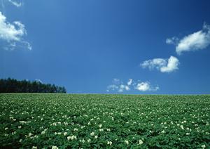 千葉県市川市で墓地や納骨堂を探すなら